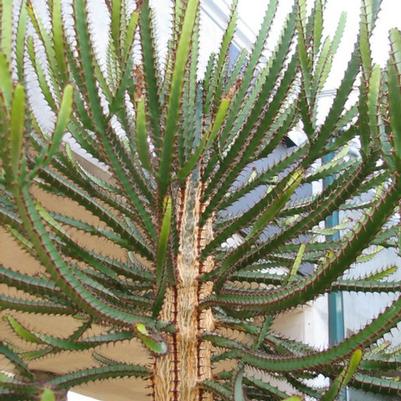 Euphorbia evansii (triangularis) 