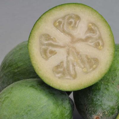 Feijoa sellowiana Bambina