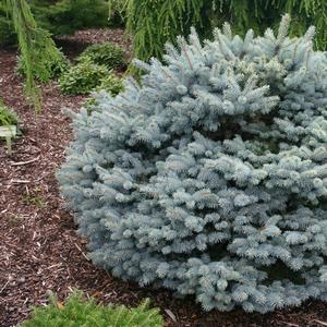 Picea pungens Globosa Nana