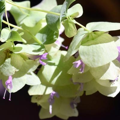 Origanum vulgare Kent Beauty