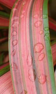 Phormium Centerpiece&trade; Jester