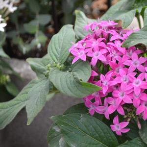Pentas lanceolata Lucky Star&trade; Violet