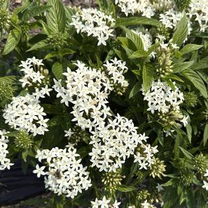 Pentas lanceolata Lucky Star&trade; White