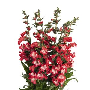 Penstemon hartwegii Peptalk Red