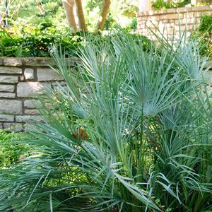 Chamaerops humilis Cerifera