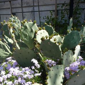Opuntia humifusa 