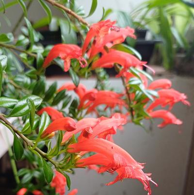 Aeschynanthus radicans 