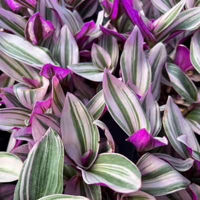 Tradescantia albiflora Nanouk