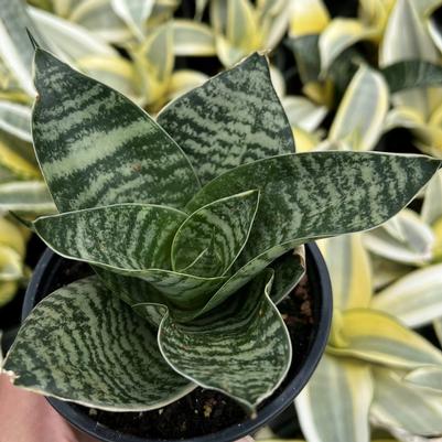 Sansevieria trifasciata Futura Superba
