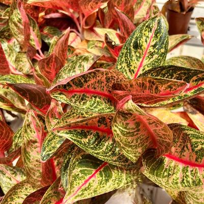 Aglaonema commutatum Shining Star