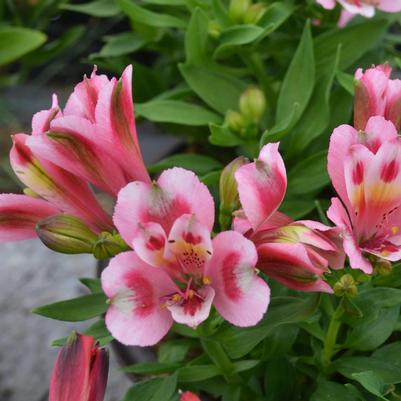 Alstroemeria Inca Flamingo&trade;