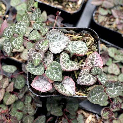 Ceropegia woodii 