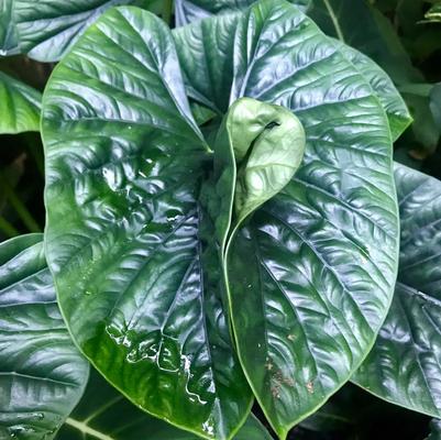 Alocasia hybrid Lukiwan