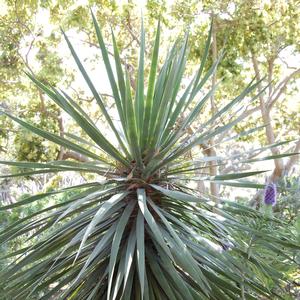 Dracaena draco 