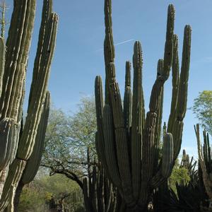 Pachycereus pringlei 