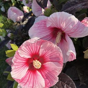 Hibiscus mocheutos Starry Starry Night