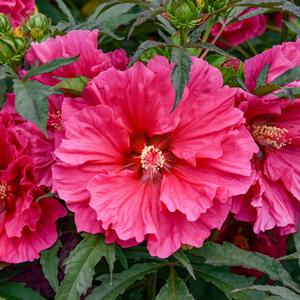 Hibiscus mocheutos Watermelon Ruffles