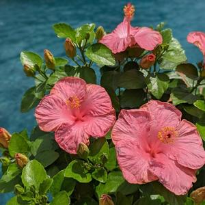 Hibiscus rosa-sinensis Hollywood Hibiscus&reg; First Lady&trade;