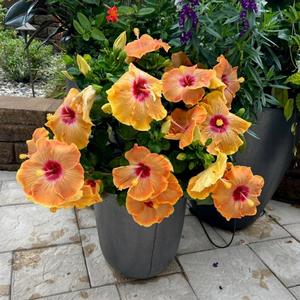 Hibiscus rosa-sinensis Hollywood Hibiscus&reg; VIP&trade;