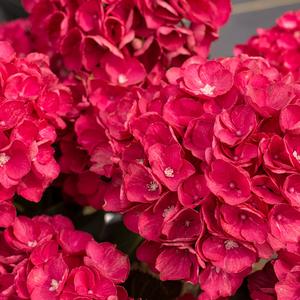 Hydrangea macrophylla Akadama&trade; 