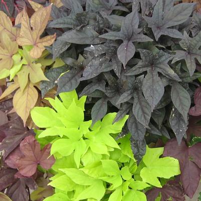 Ipomoea Tricolor Mix