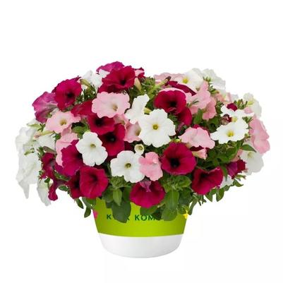 Color Basket Saguna Sweet Sensations