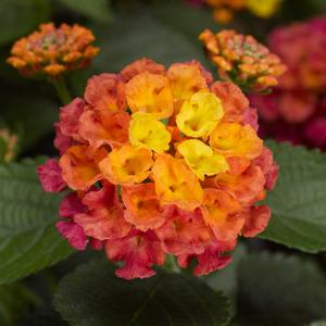 Lantana camara Bandana&reg; Rose