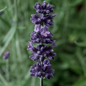Lavandula angustifolia Sentivia&trade; Early Blue