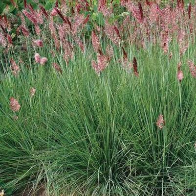 Melinus nerviglumis Savannah