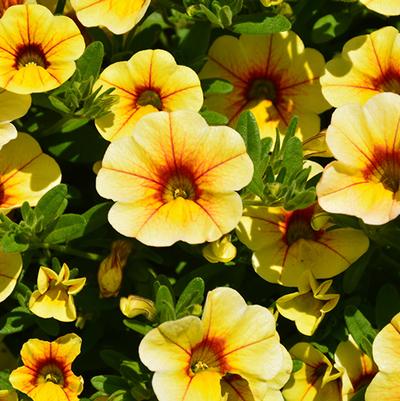 Calibrachoa MiniFamous&reg; Uno Yellow w/Red Vein