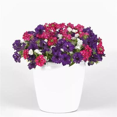 Color Basket Trixi Berry VIbes