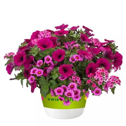 Color Basket KK Summer Jelly