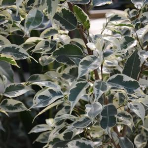 Ficus benjamina Starlight
