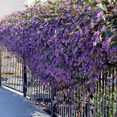 Hardenbergia violacea 