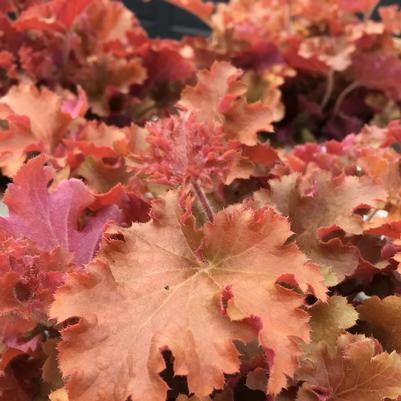 Heuchera Indian Summer Gojiberry