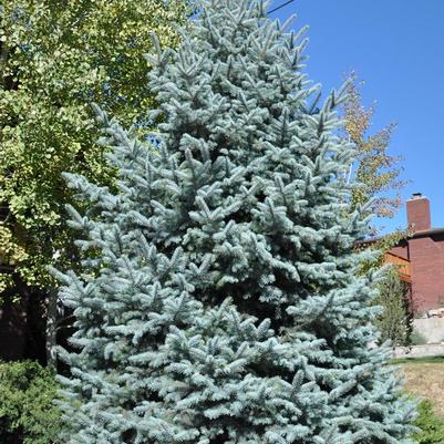 Picea pungens Baby Blue