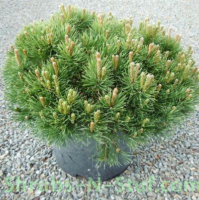 Pinus mugo Tyrolean