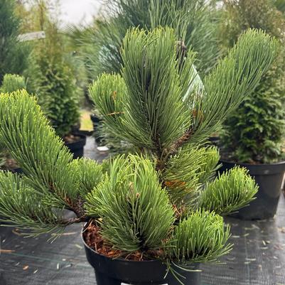 Pinus nigra Oregon Green