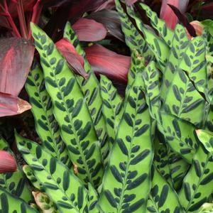 Calathea lancifolia 