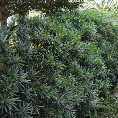 Podocarpus macrophyllus Maki