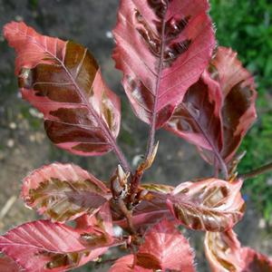 Fagus sylvatica Roseomarginata