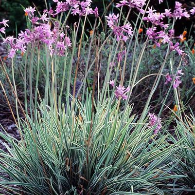 Tulbaghia violacea Variegata