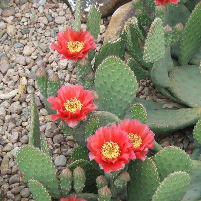 Opuntia aurea X Ruffled Papaya