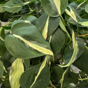 Philodendron hederaceum Silver Stripe