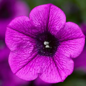 Petunia Dekko&trade; Deep Lavender Vein