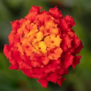 Lantana camara Bandolista&trade; Red Chili