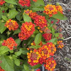 Lantana camara Hot Blooded&trade; Red 