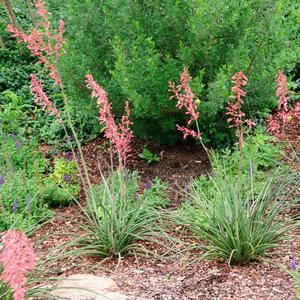 Hesperaloe parviflora 