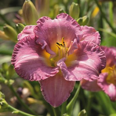 Hemerocallis Entrapment