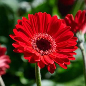 Gerbera Garvinea&reg; Sweet Chili